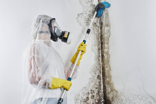 Best Emergency Mold Remediation in Peridot, AZ