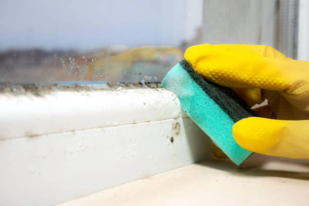 Best Basement Mold Remediation in Peridot, AZ