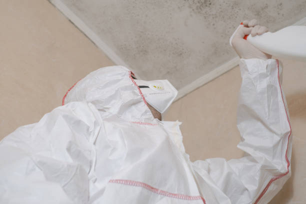 Best Attic Mold Remediation in Peridot, AZ