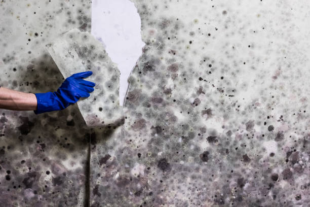 Best White Mold Remediation in Peridot, AZ