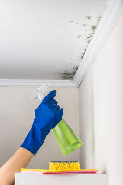 Best Emergency Mold Remediation in Peridot, AZ