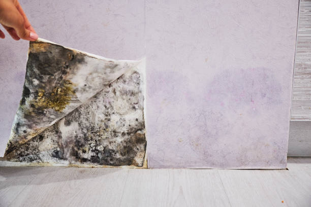 Best Post-Flood Mold Remediation in Peridot, AZ